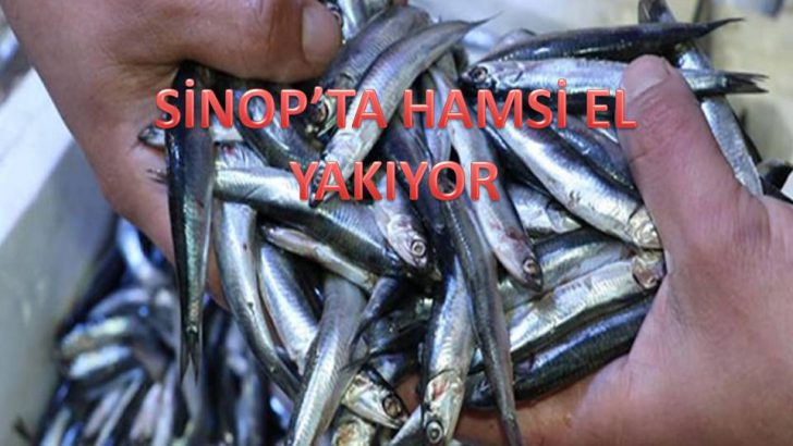 SİNOP’TA HAMSİ FİTATLARI UÇTU