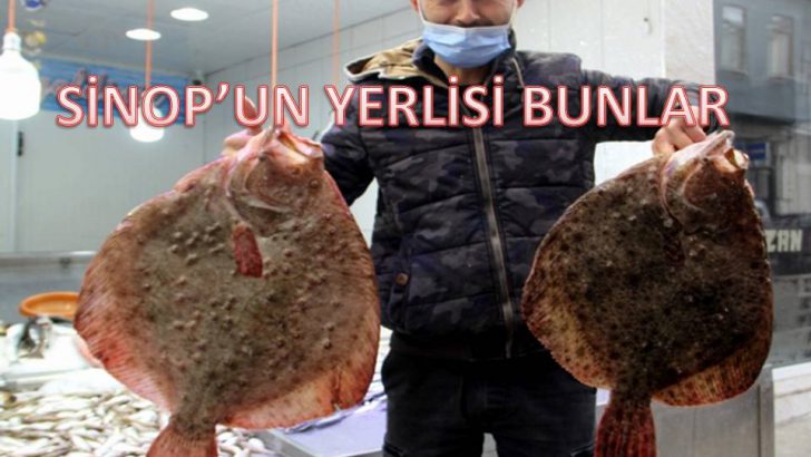 SİNOP’TA KALKAN BOLLUĞU