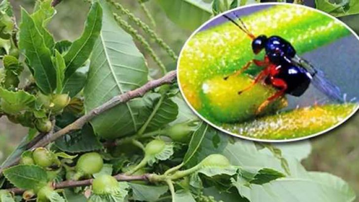 KESTANE GAL ARASI İLE BİYOLOJİK MÜCADELE BAŞLADI